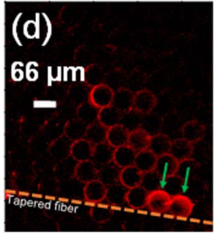 Fig. 2(d) fluorescence image of coupled oil droplets in a cavity-continuum experiment